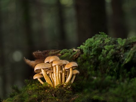 mushroom supplement