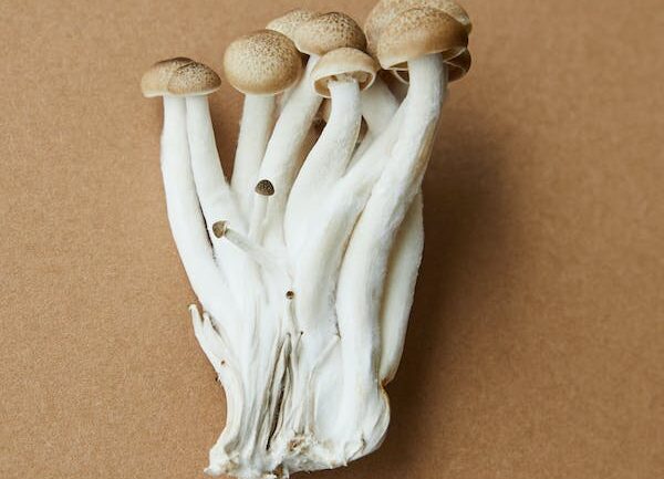 Mushroom candy nibbles