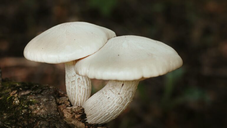 Discover the Wonders of Mushroom Supplements for a Healthier Life